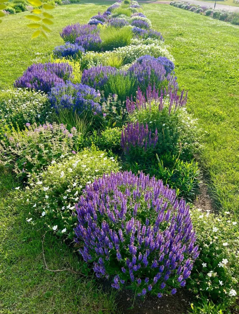 Blühendes Staudenband mit Salbei und Lavendel