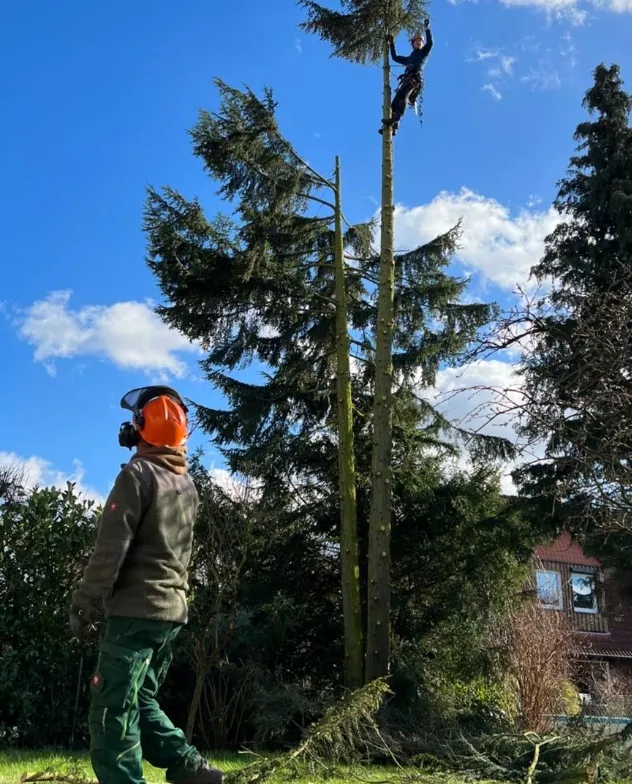 Baumpflege: Mitarbeiter von Astrein bei Arbeiten an einem großen Nadelbaum