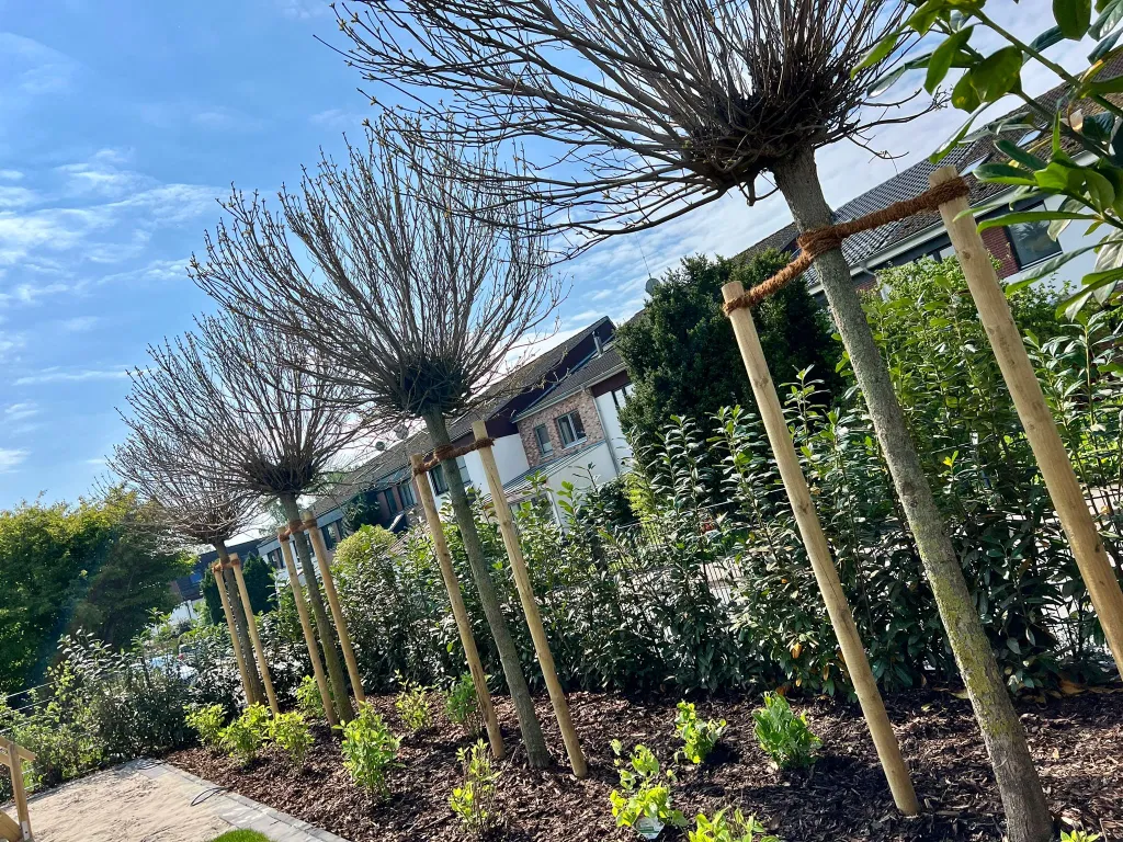Neue Bepflanzung mit Palmlilien in einem Gartenbeet